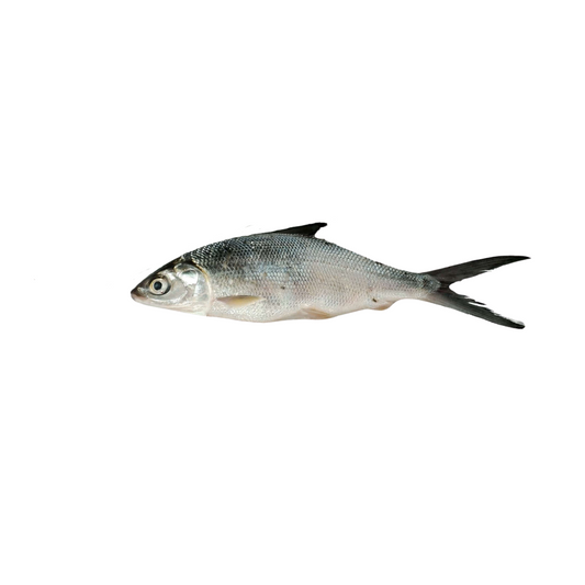 Bangus - Medium