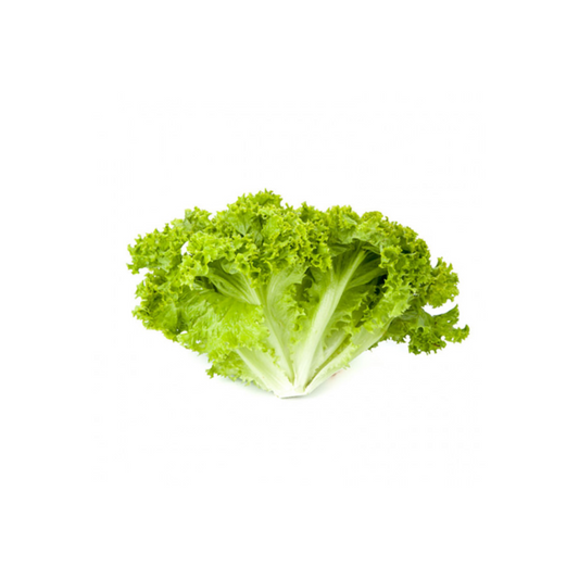 Lettuce – Curly