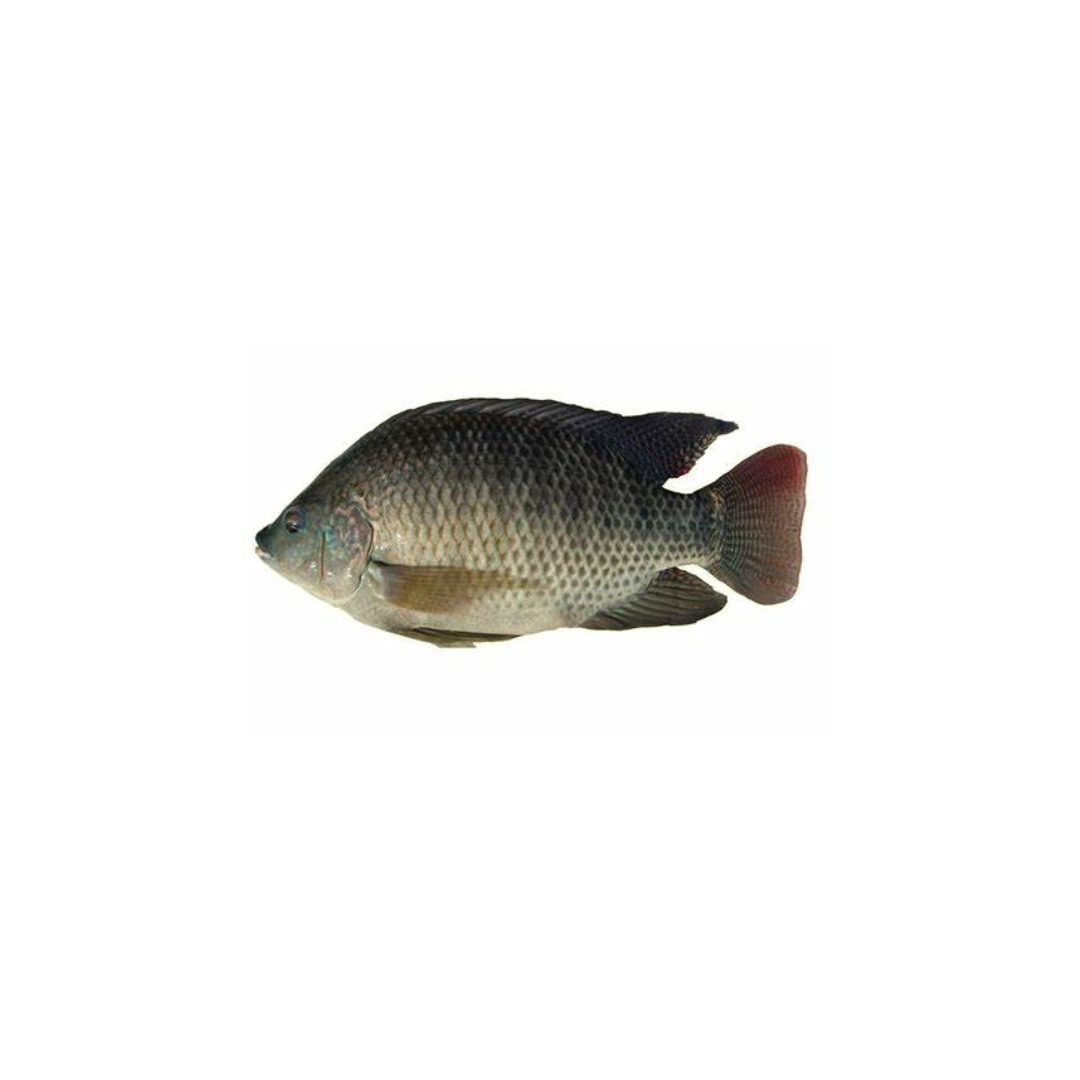 Tilapia